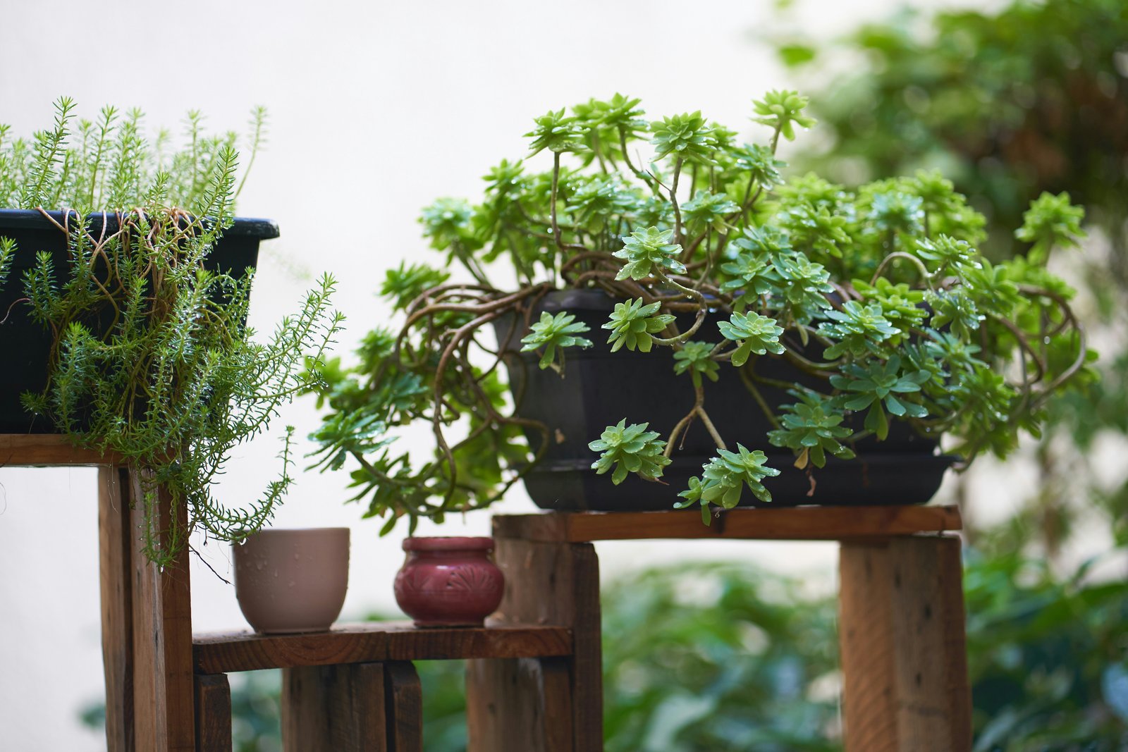 Professional gardening and landscaping services